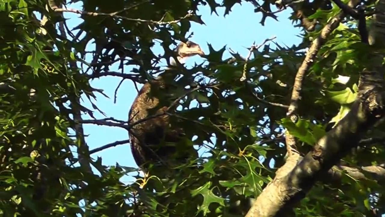 بلاگ مهدی تنه کار